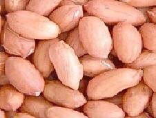 Long shape  peanut kernels 38/42