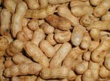  Peanuts  (in-the- shell )