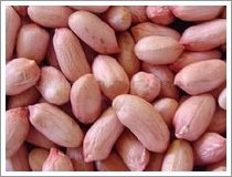 Long shape peanut kernels: 24/28