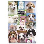 ENGLISH BULLDOG PUPPIERS
