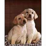 PUPPIES