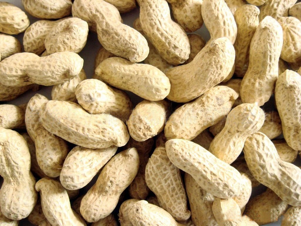 peanuts in shell 11/13