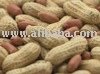 Peanut