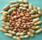 ground nut seeds