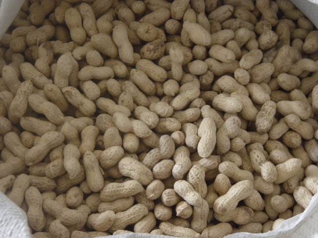 peanut in shell