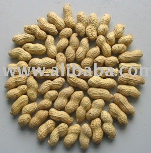 supply roasted peanut inshell