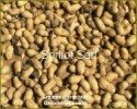 Peanuts