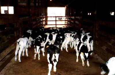 Dairy Heifers  Online 
