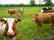  live   Cows  for sale