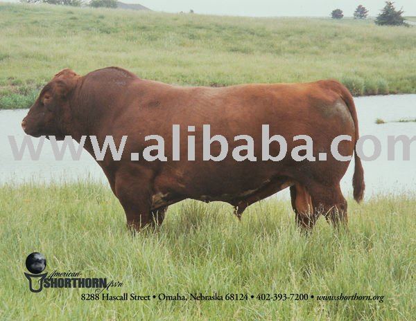 Shorthorn