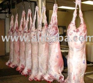 Chilled / Fresh Lamb meat (Goat Whole Carcass)