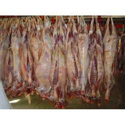  Sheep  meat and  livestock   sheep 