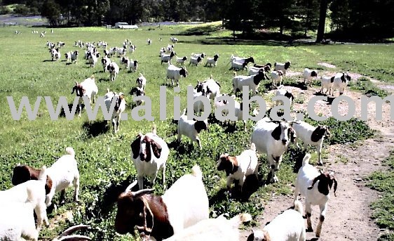boer goats