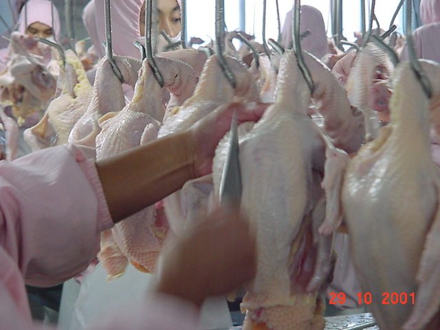  Frozen   Broiler  And  Broiler  Parts