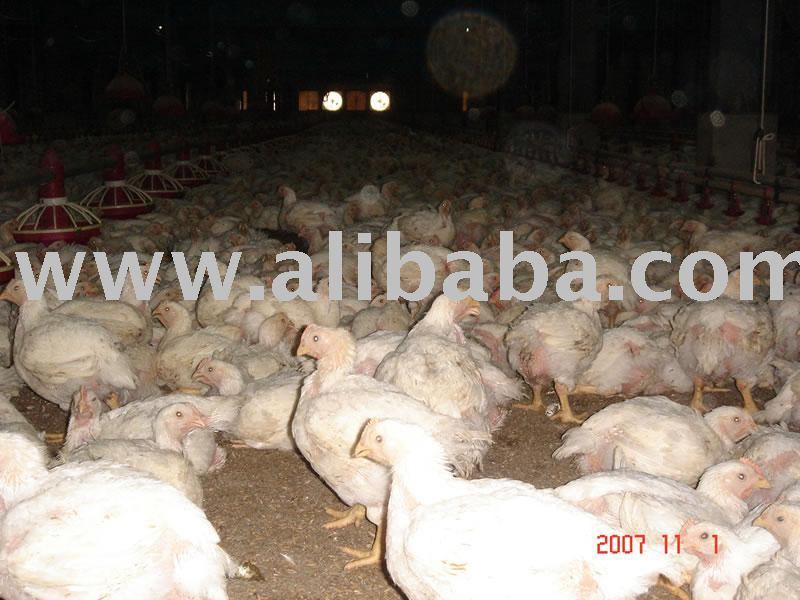 White Broiler