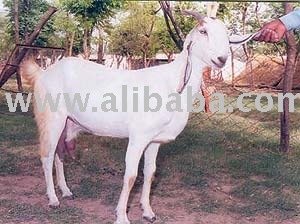 Sell Goat  Sheep   Meat  and  cuts  Halal