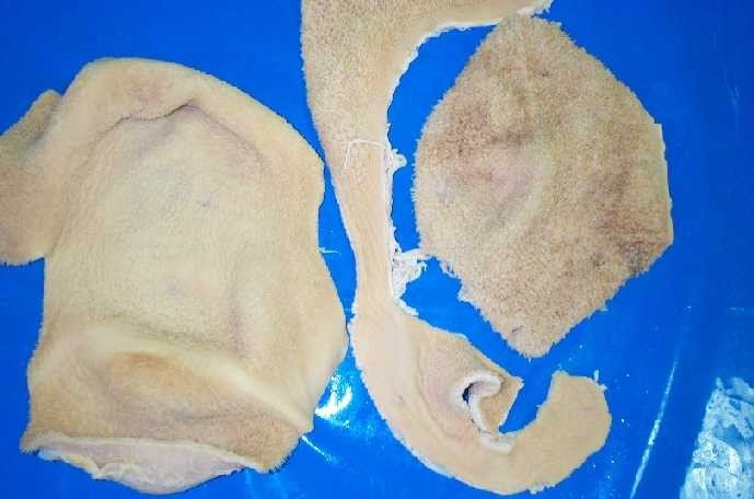 Beef Tripe Pieces