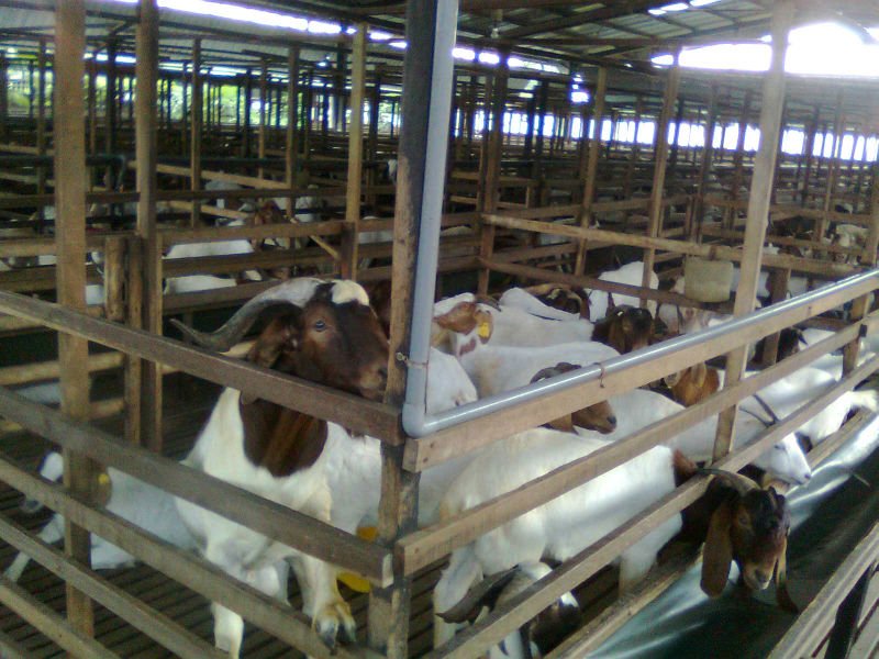 Boer Goats Malaysia Price Supplier 21food