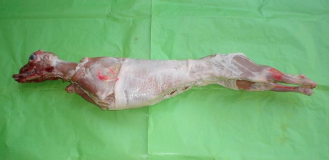 Baby   Goat  (Kid Meat)