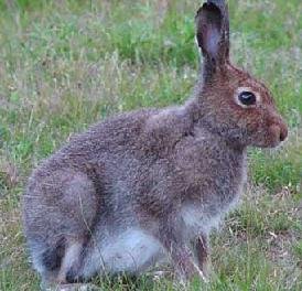 rabbit and hare meat
