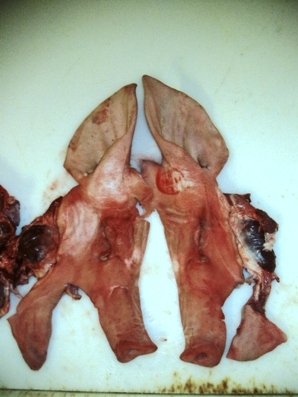  PORK  HEAD WHOLE BONELESS