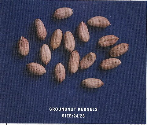 Peanut Kernels
