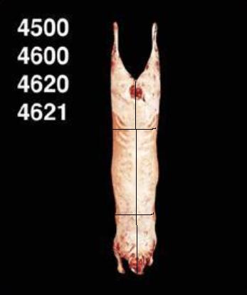 LAMB CARCASE 6 WAY CUT 4500 AUSTRALA