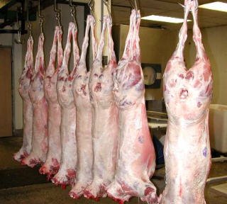 Fresh sheep / lamb Carcass