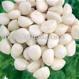 Frozen Garlic