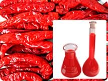 capsicum oleoresin for food and sauce-spicy food flavour enhancer