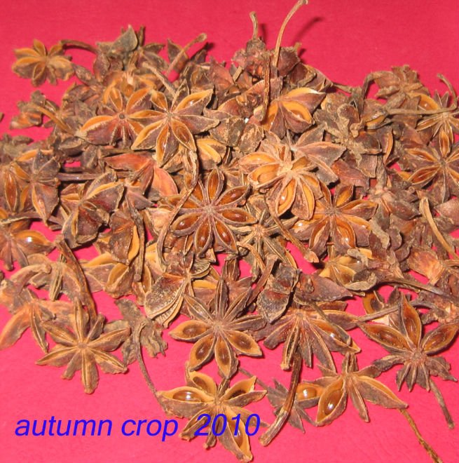 chinese spice star aniseed