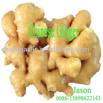 fresh ginger