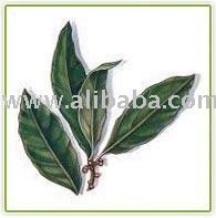 Bay Leaf