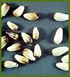 AGRO PRODUCTS -  Safflower Seeds