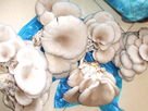 Mushroom Shiitake powder