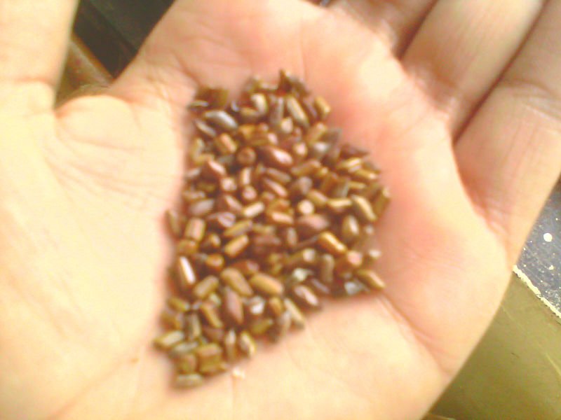 Cassia tora seeds & powder