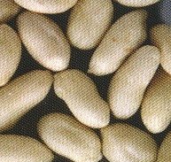 Blanched Peanut Kernels