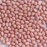 All Sizes Of  2009  new   crop    Peanut   Kernels , Blanched  Peanut s,  Peanut  In Shell