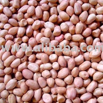 Groundnut Kernel