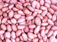 Peanut Kernel