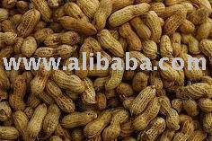 Raw Groundnut