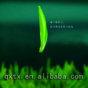 China Green Tea  Xinyang Maojian Tea