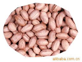 blanched  peanut , peanut   kernel s , groundnut  in shll,