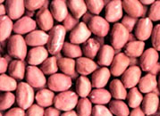Peanuts Of Shandong, China