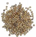 Coriander