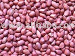 red skin peanut