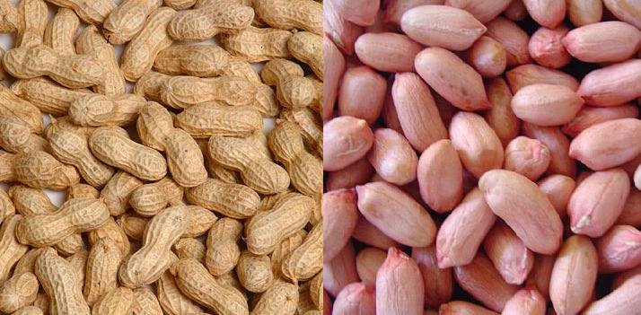  PEA  NUT,  PEA  NUT KERNEL