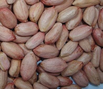 Peanut Kernel