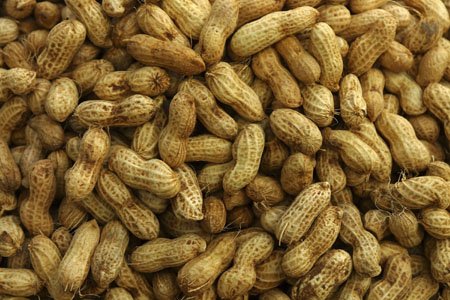 Fresh Peanut For Sale