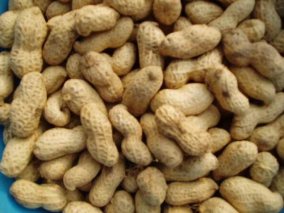Peanut In Shell